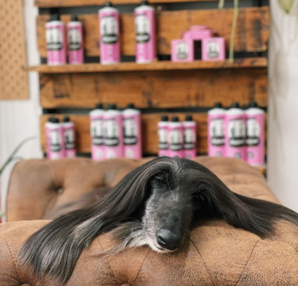 Champú soso de mandarina para perros y gatos - Image 3