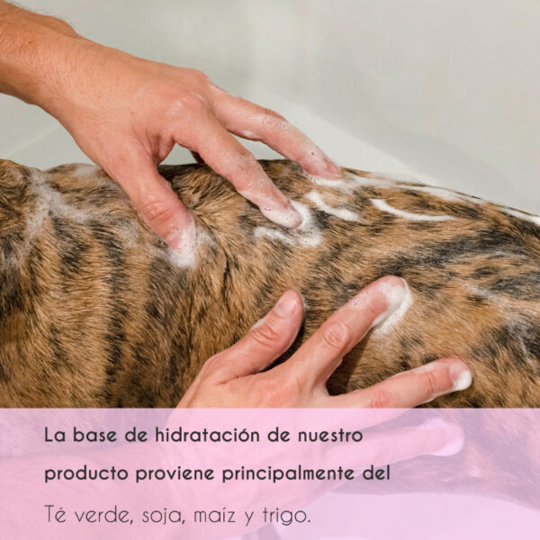 Champú potenciador de color para perros y gatos - Image 4